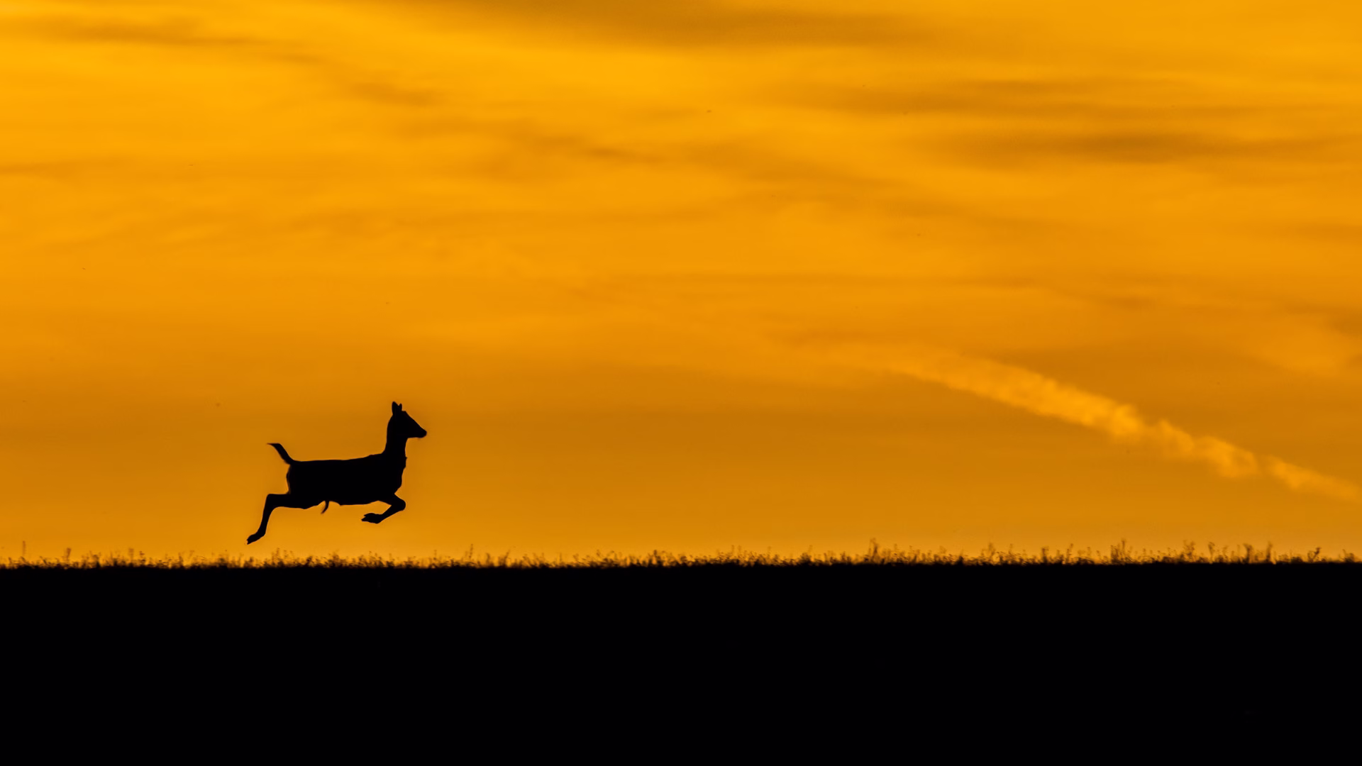 assisi kiállítás kiemelt